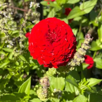 Zinnia 'Oklahoma Scarlet'