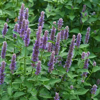 Anise HyssopAnise Hyssop