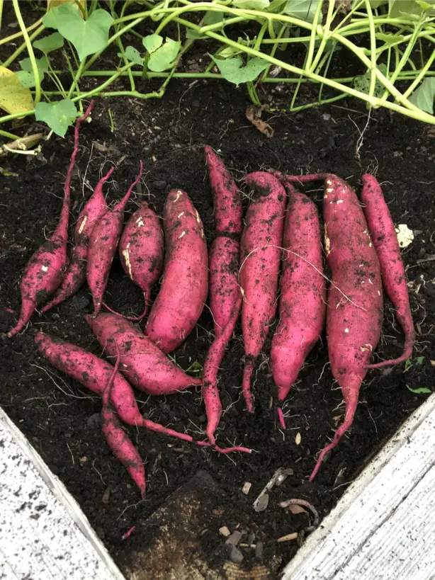 How to Successfully Grow Sweet Potatoes