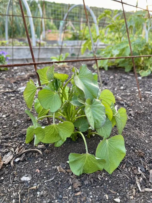 How to Successfully Grow Sweet Potatoes