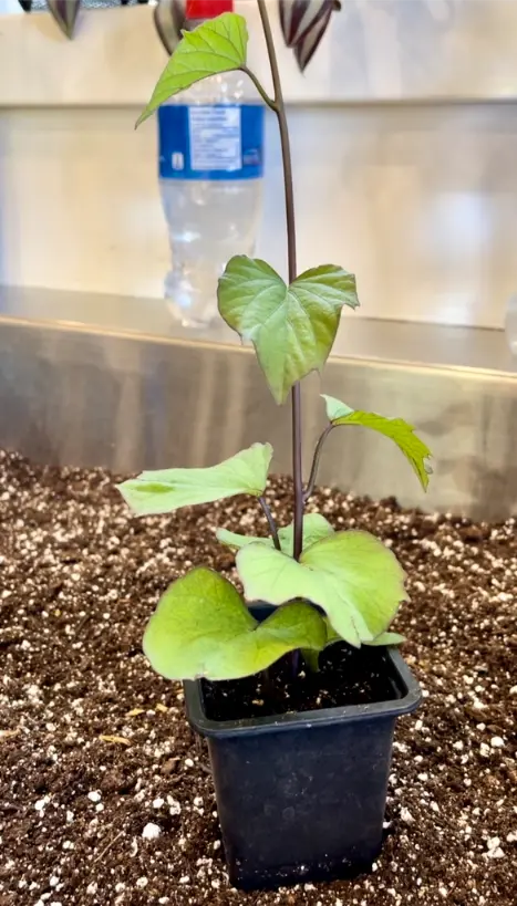 How to Successfully Grow Sweet Potatoes