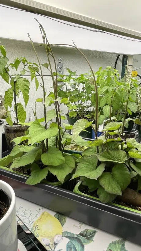 How to Successfully Grow Sweet Potatoes - Julia Dimakos