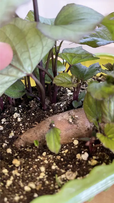 How to Successfully Grow Sweet Potatoes