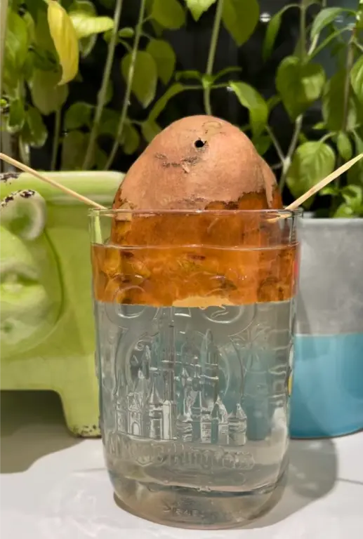 How to Successfully Grow Sweet Potatoes