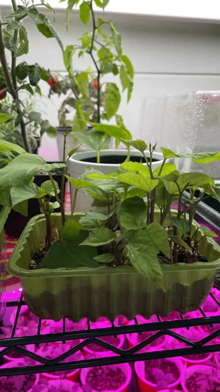 How to Successfully Grow Sweet Potatoes