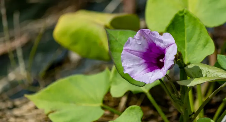 How to Successfully Grow Sweet Potatoes