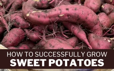 How to Successfully Grow Sweet Potatoes