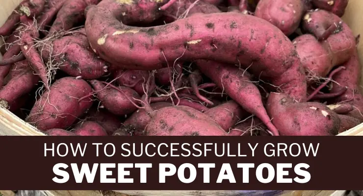 How to Successfully Grow Sweet Potatoes