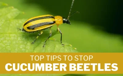Top Tips to Stop Cucumber Beetles